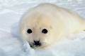 Baby harp seal